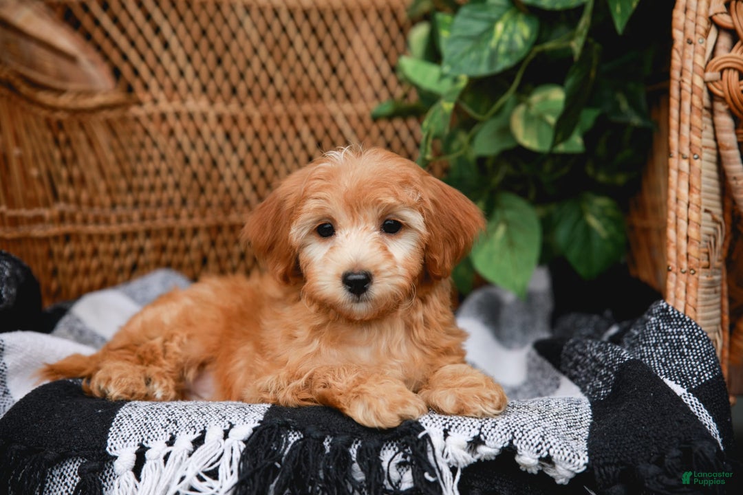 Havapoo dogs for sale: Vinny - Image 3