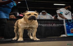 Presa Canario dogs for sale: Perro De Presa Canario - Image 10