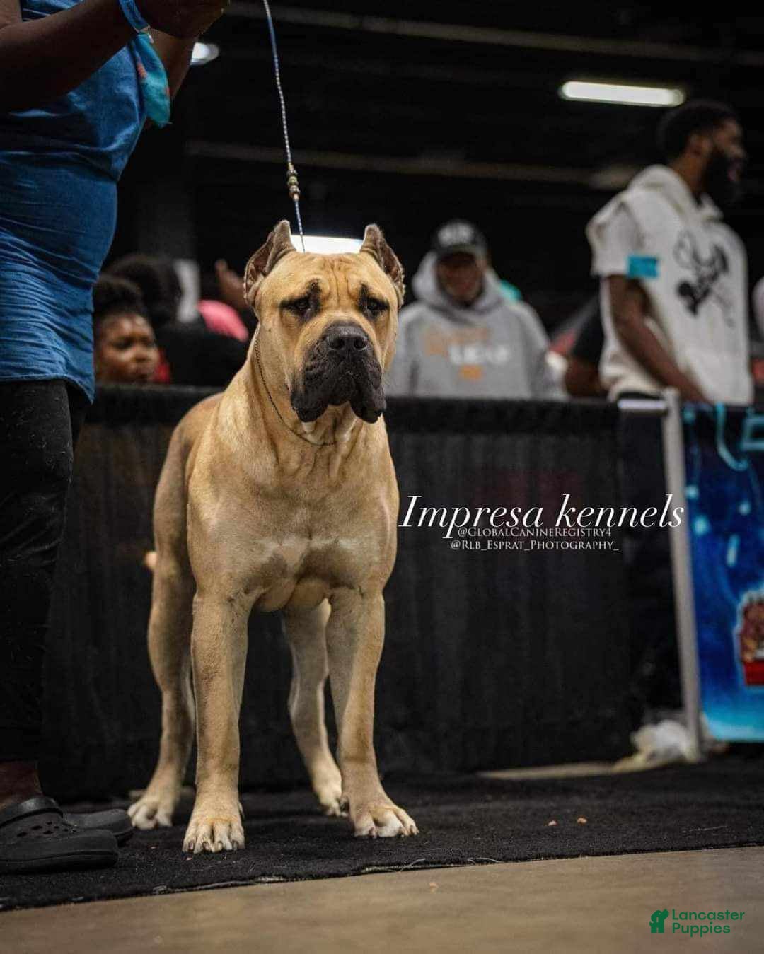 Presa Canario dogs for sale: Perro De Presa Canario - Image 10