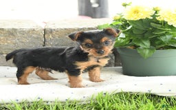 Yorkshire Terrier dogs for sale: Teacup Teddy - Image 2