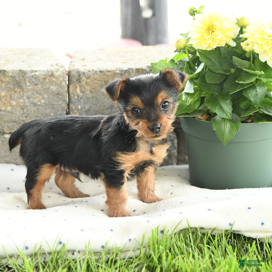 Yorkshire Terrier dogs for sale: Teacup Teddy - Image 2