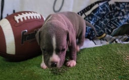 American Bully dogs for sale: Mary-kate - Image 4