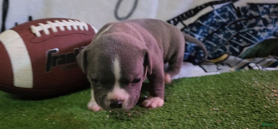 American Bully dogs for sale: Mary-kate - Image 4
