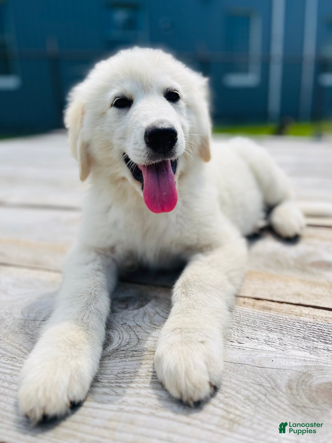 Maremma Sheepdog dogs for sale: Daisy - Image 10