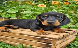 Miniature Dachshund dogs for sale: Marshall - Image 1