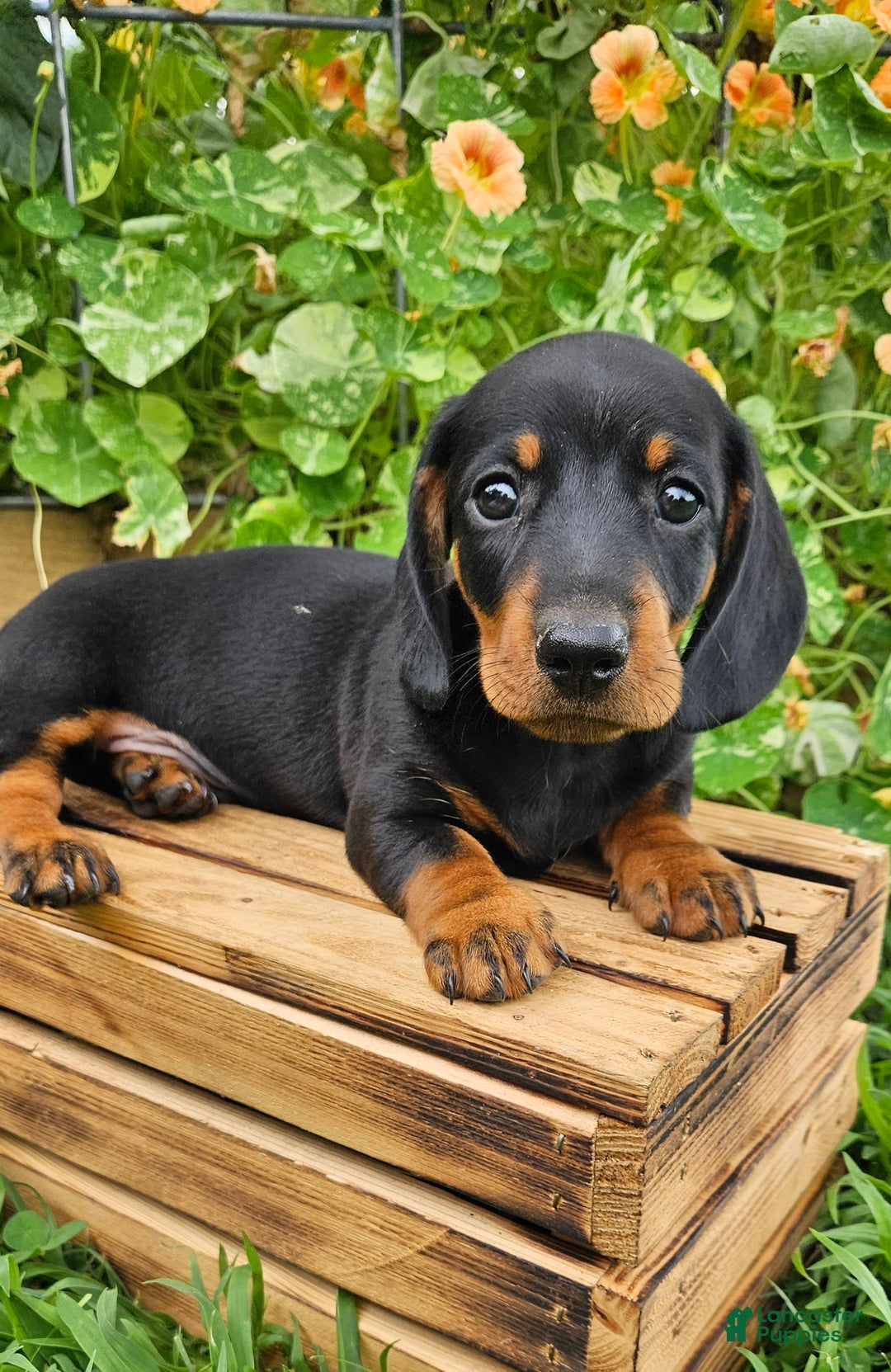 Miniature Dachshund dogs for sale: Marshall - Image 1