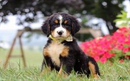 Bernese Mountain Dog dogs for sale: Goliath - Image 7