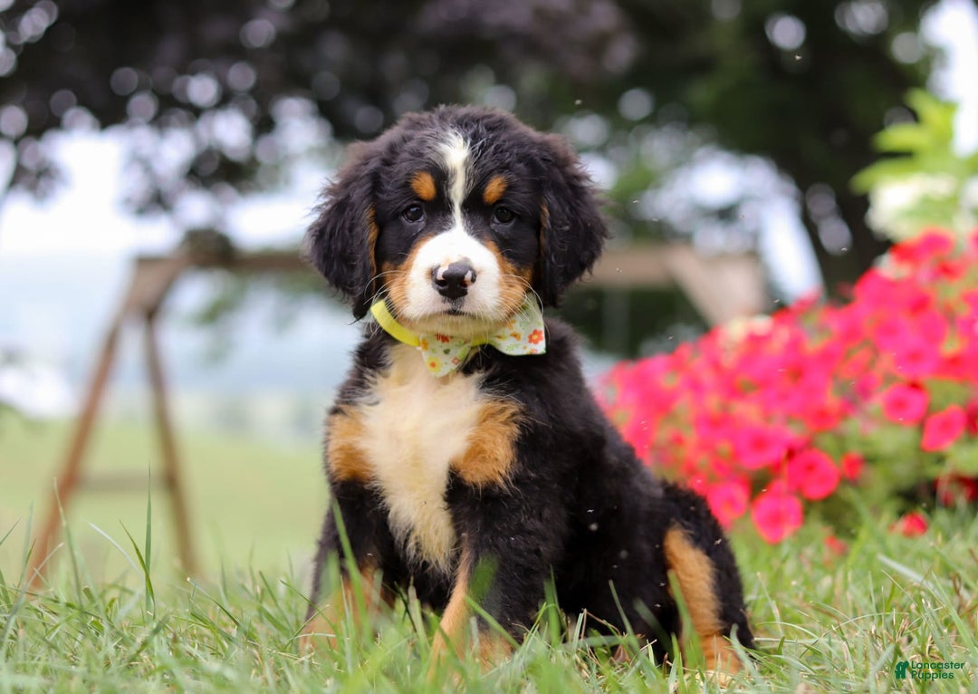 Bernese Mountain Dog dogs for sale: Goliath - Image 7