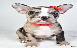 Frenchton dogs for sale: Finley - Image 5