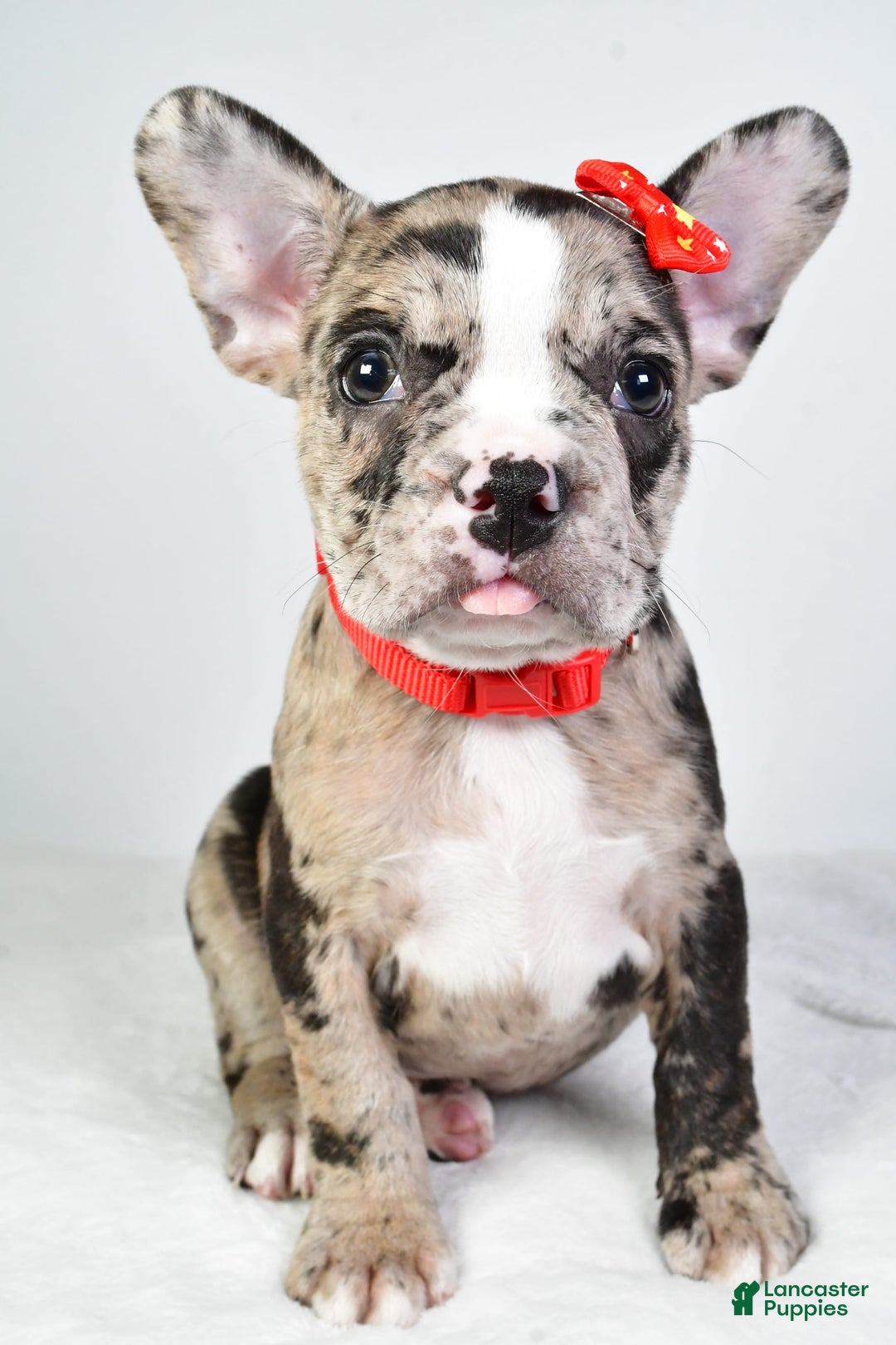 Frenchton dogs for sale: Finley - Image 5