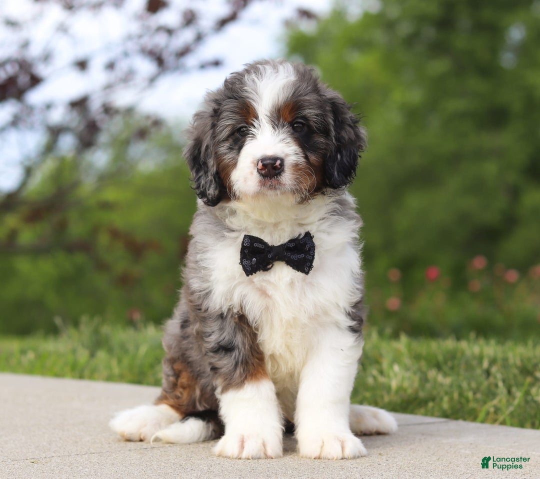 Mini Bernedoodle dogs for sale: Oakley - Image 6