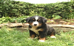 Bernese Mountain Dog dogs for sale: Watson - Image 1