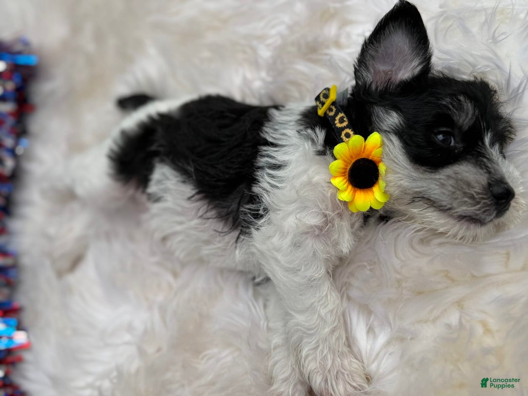 Miniature Schnauzer dogs for sale: Missy - Image 6