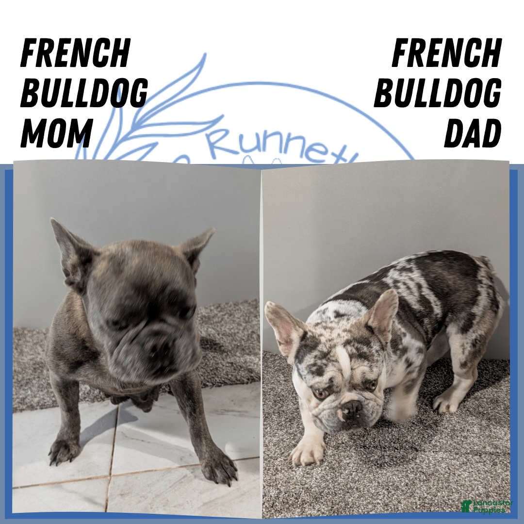 French Bulldog dogs for sale: Zane - Image 13