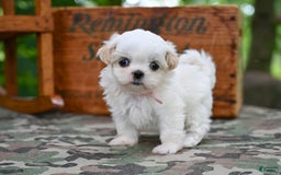 Shih Tzu dogs for sale: Rover - Image 4