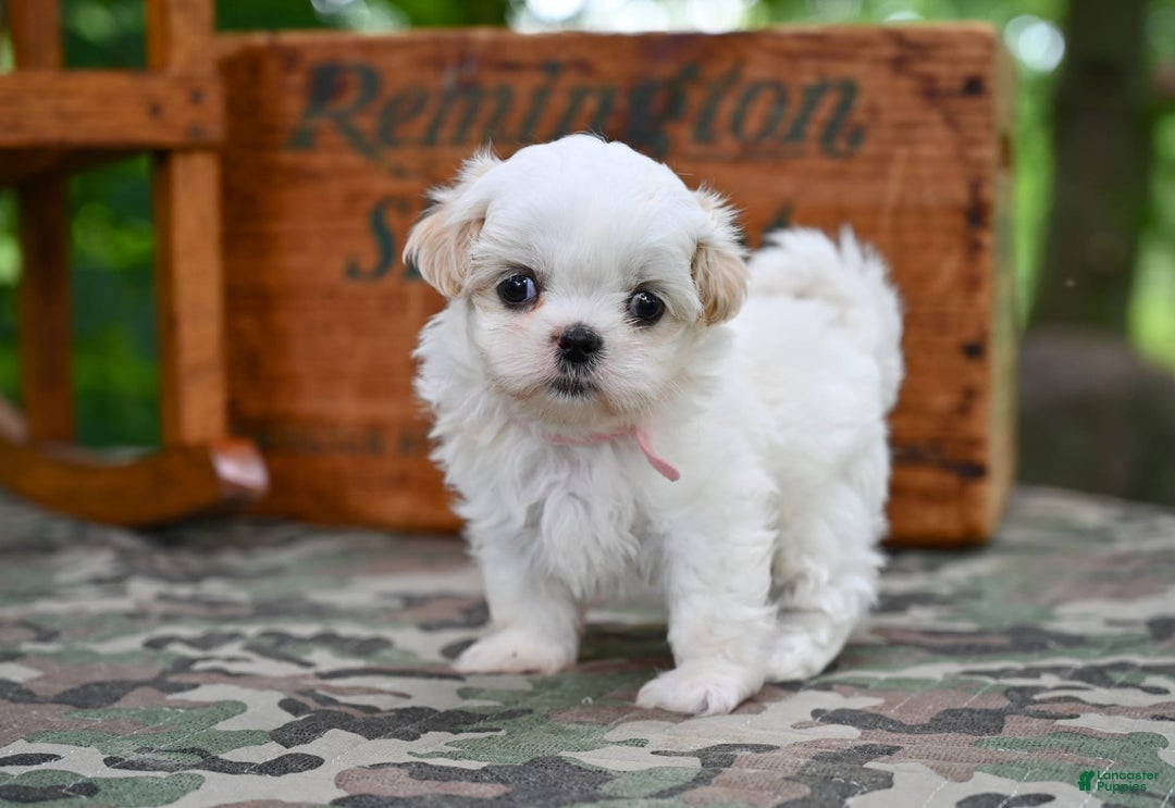 Shih Tzu dogs for sale: Rover - Image 4