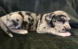 Great Dane dogs for sale: Merle - Image 1