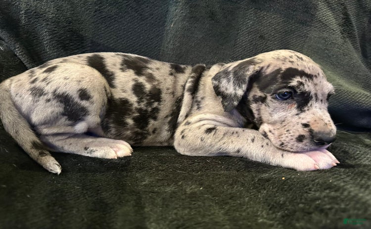 Great Dane dogs for sale - Ad 4