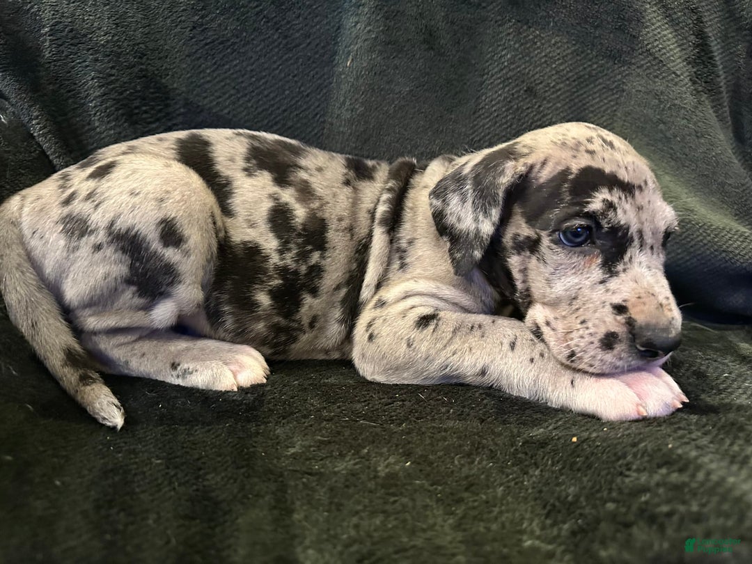 Great Dane dogs for sale: Merle - Image 1