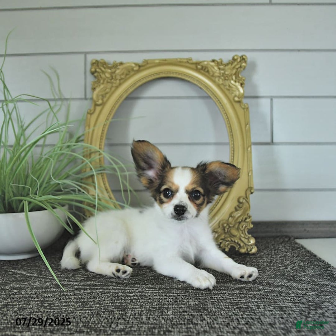 Papillon dogs for sale: Blake - Image 4