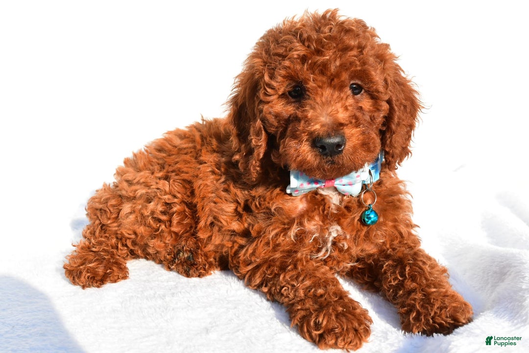 Miniature Poodle dogs for sale: Oscar - Image 1