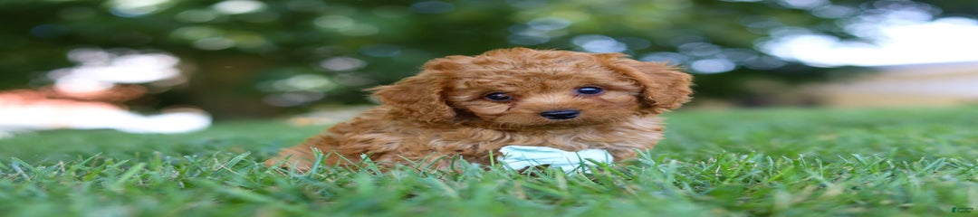 Archie