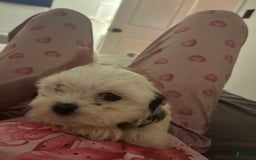 Shihpoo dogs for sale: Jekally - Image 2