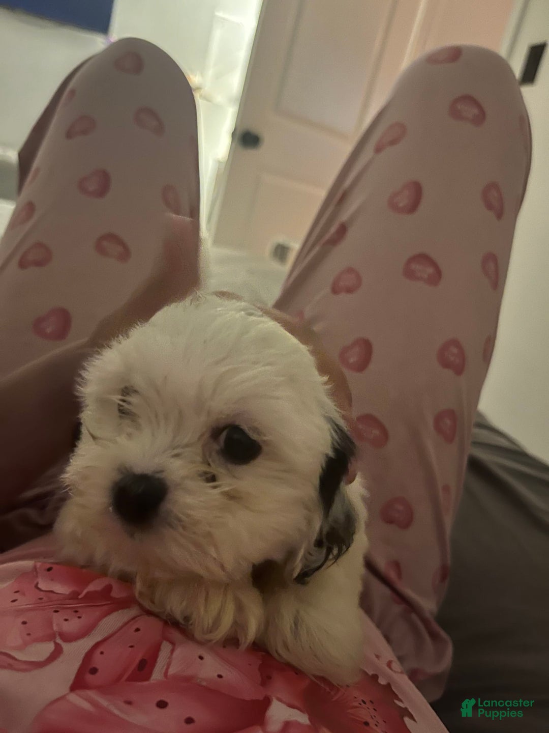 Shihpoo dogs for sale: Jekally - Image 2