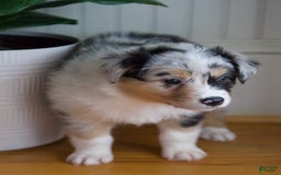 Australian Shepherd dogs for sale: Strawberry - Image 10