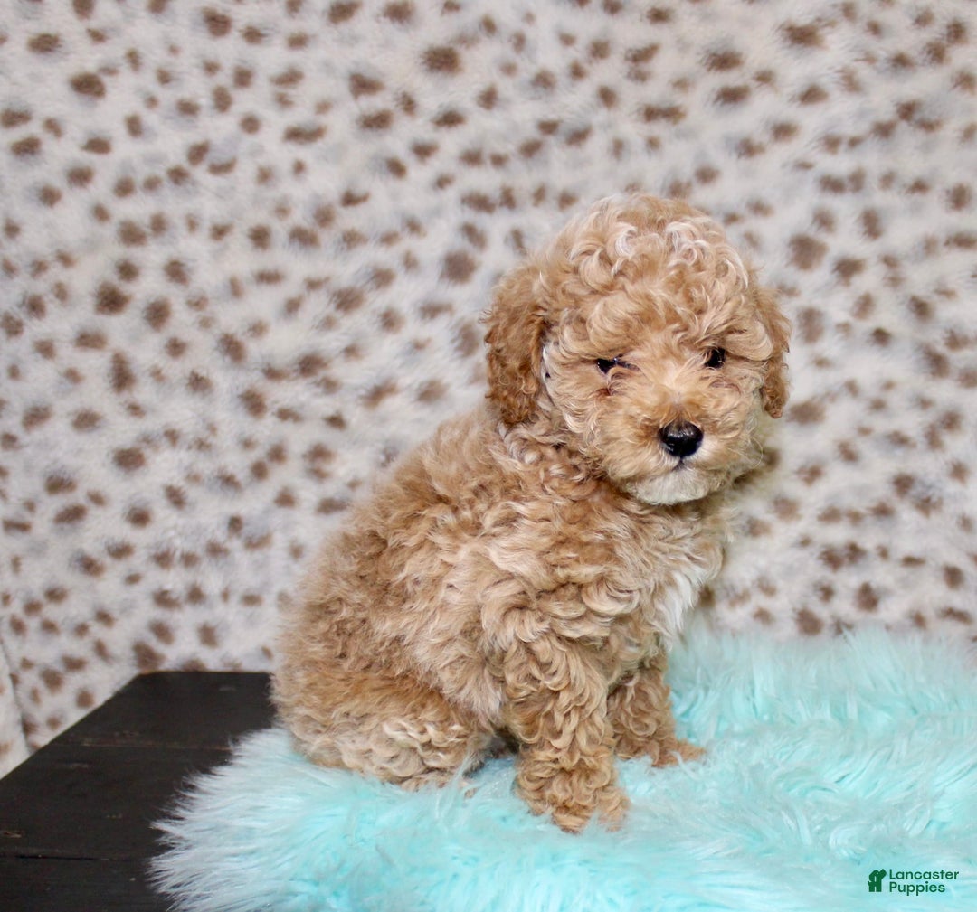 Miniature Poodle dogs for sale: Cedar - Image 6