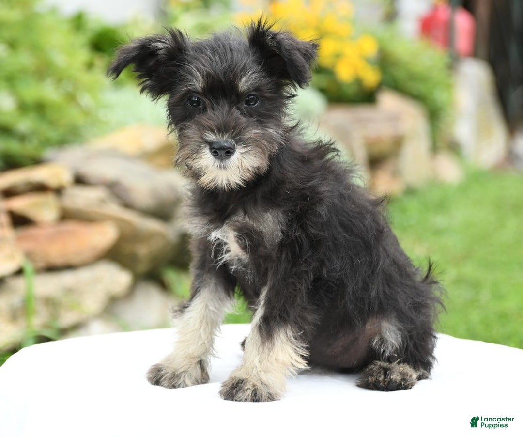 Miniature Schnauzer dogs for sale: Prairie - Image 4