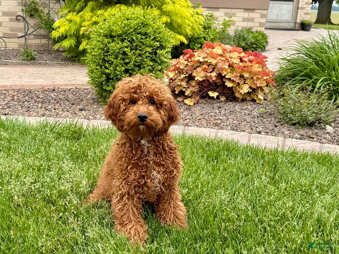 Cavapoo dogs for sale: Justin - Image 7