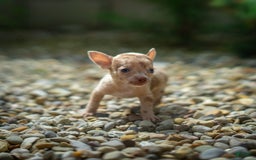 Chihuahua dogs for sale: Chihuahua 5 puppies - Image 20