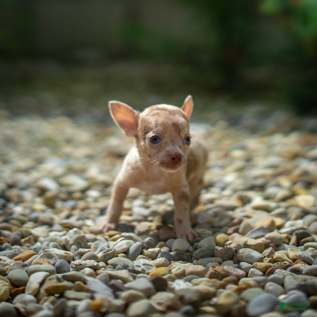 Chihuahua dogs for sale: Chihuahua 5 puppies - Image 20