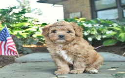 Shihpoo dogs for sale: Kai - Image 4