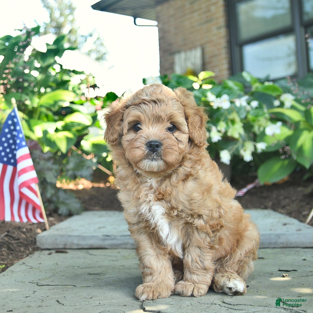 Shihpoo dogs for sale: Kai - Image 4