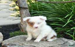 Miniature Australian Shepherd dogs for sale: Charlotte - Image 8