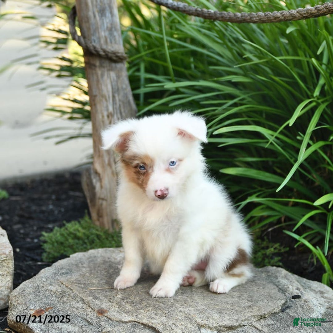 Miniature Australian Shepherd dogs for sale: Charlotte - Image 8