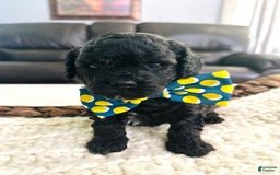 Miniature Poodle dogs for sale: Brindle boy - Image 4