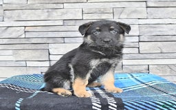 German Shepherd dogs for sale: Shelley - Image 2