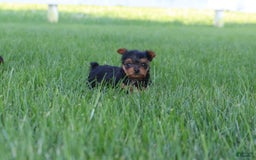 Yorkshire Terrier dogs for sale: Lily - Image 2