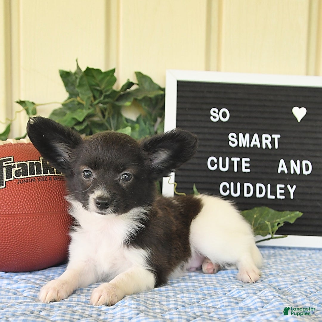 Papillon dogs for sale: Mitch - Image 4