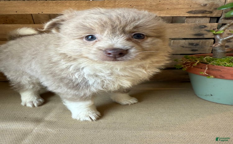 Pomeranian dogs for sale - Ad 4