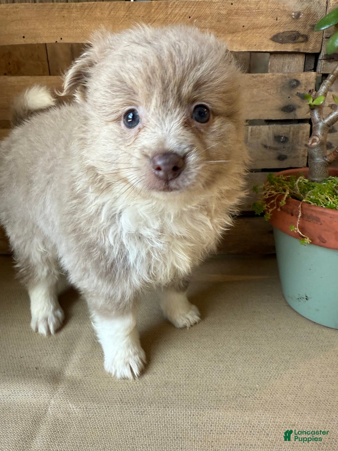 Pomeranian dogs for sale: Alex - Image 1