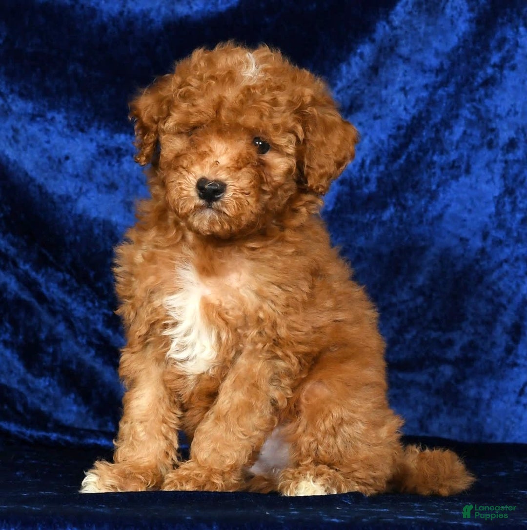 Mini Goldendoodle dogs for sale: Dawson - Image 8
