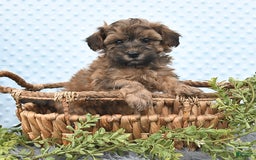 Havapoo dogs for sale: Brody - Image 1