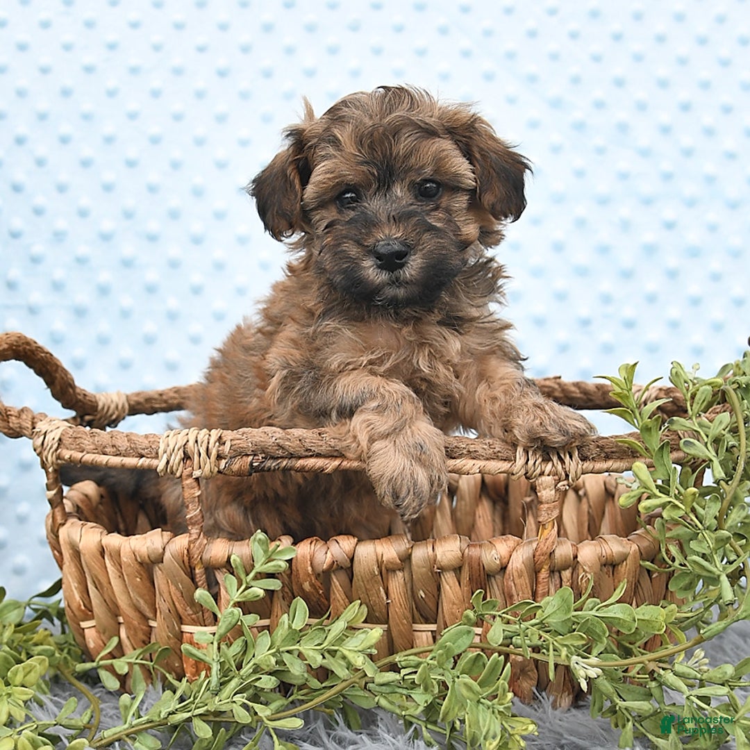 Havapoo dogs for sale: Brody - Image 1