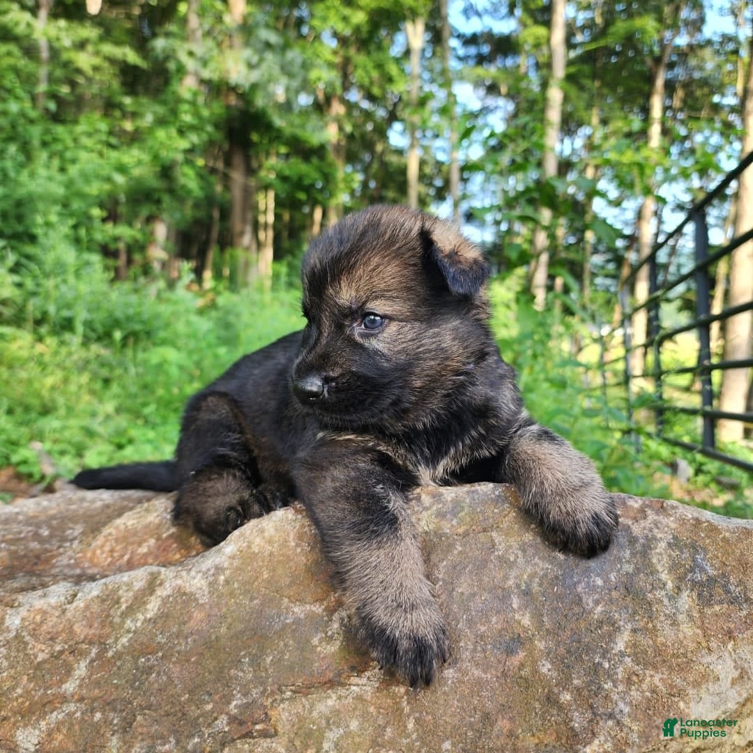 German Shepherd dogs for sale: Kora - Image 8
