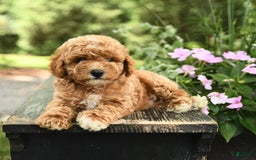 Havapoo dogs for sale: Carter - Image 2