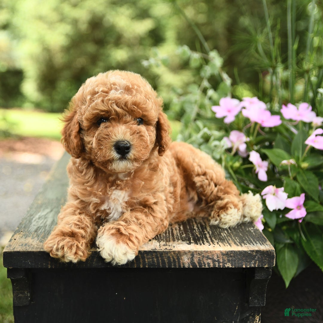 Havapoo dogs for sale: Carter - Image 2